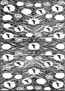 تاريخ الشعوب الإسلامية