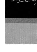 كيف طرد الفلسطينيون من ديارهم عام 1948